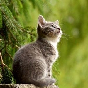 Meet your Posher, Joaquin